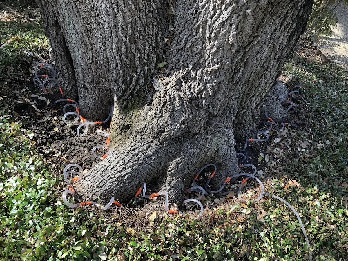 Detailed Tree Cabling and Bracing job site in Rincon