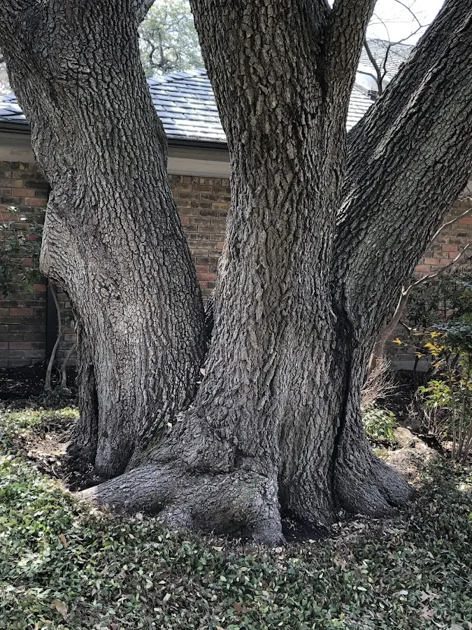 Mature heritage tree close to a Rincon property cared for by certified arborists